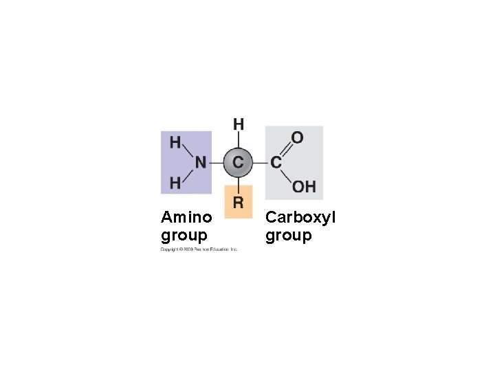 Amino group Carboxyl group 