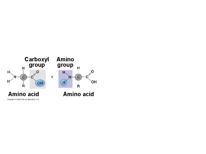 Carboxyl group Amino acid Amino group Amino acid 