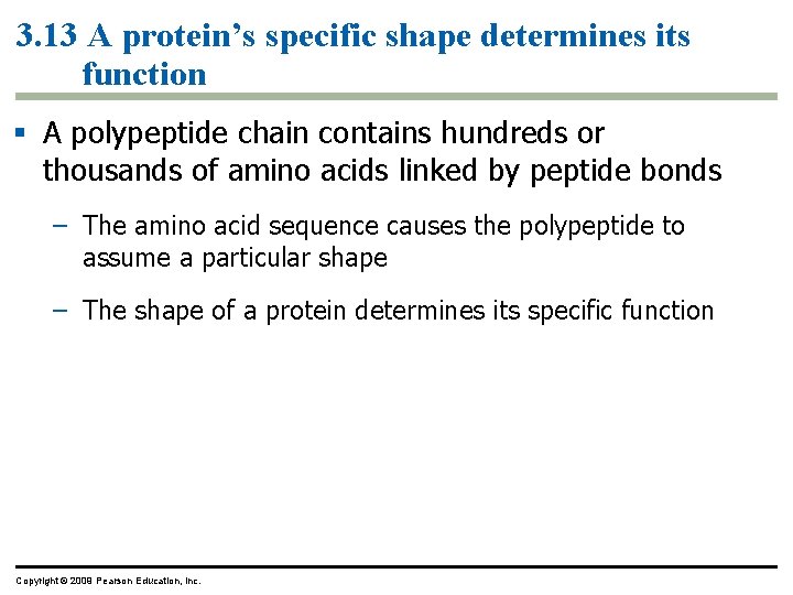 3. 13 A protein’s specific shape determines its function § A polypeptide chain contains