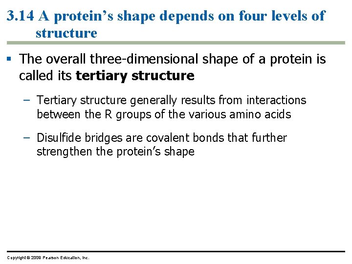 3. 14 A protein’s shape depends on four levels of structure § The overall