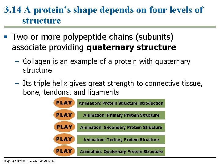 3. 14 A protein’s shape depends on four levels of structure § Two or