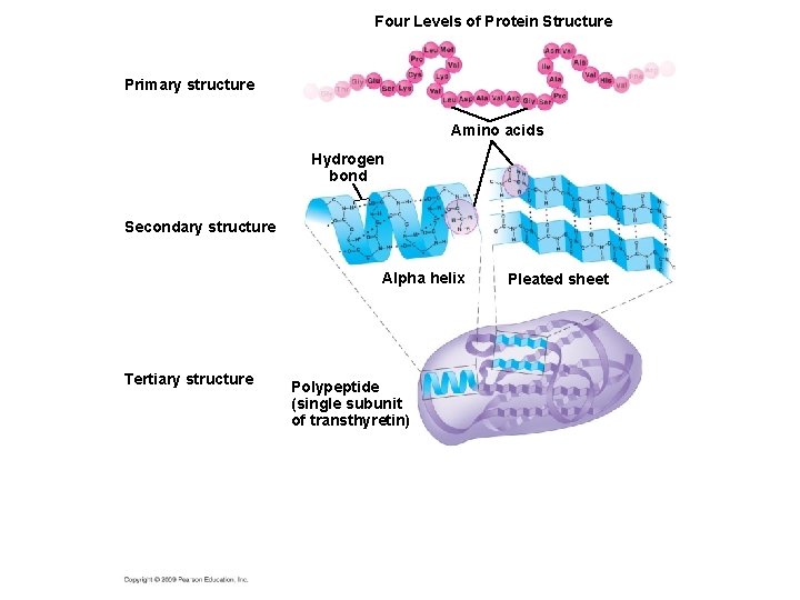 Four Levels of Protein Structure Primary structure Amino acids Hydrogen bond Secondary structure Alpha