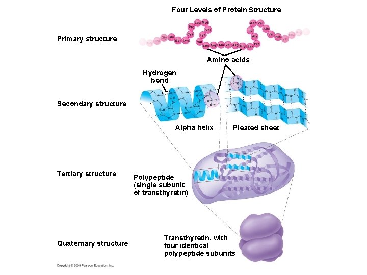 Four Levels of Protein Structure Primary structure Amino acids Hydrogen bond Secondary structure Alpha