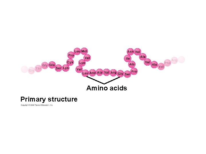 Amino acids Primary structure 