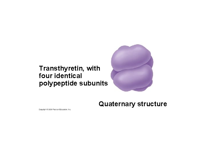 Transthyretin, with four identical polypeptide subunits Quaternary structure 