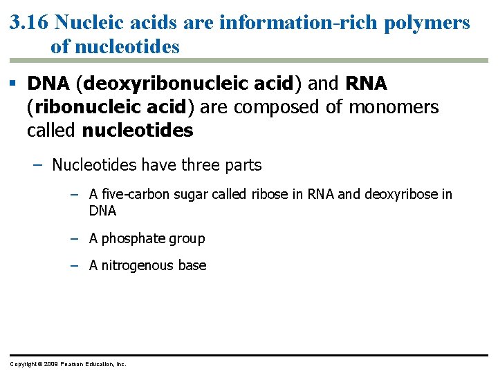 3. 16 Nucleic acids are information-rich polymers of nucleotides § DNA (deoxyribonucleic acid) and