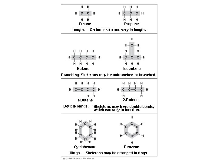 Propane Ethane Length. Carbon skeletons vary in length. Isobutane Branching. Skeletons may be unbranched