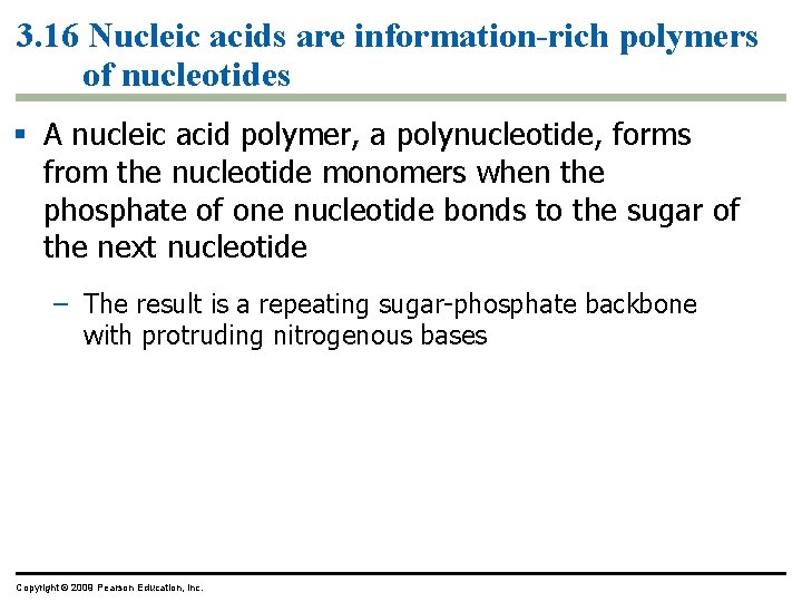 3. 16 Nucleic acids are information-rich polymers of nucleotides § A nucleic acid polymer,
