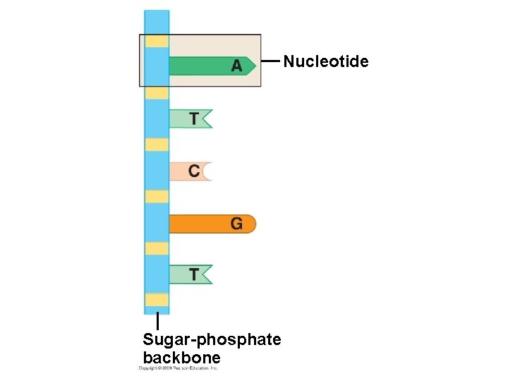 Nucleotide Sugar-phosphate backbone 