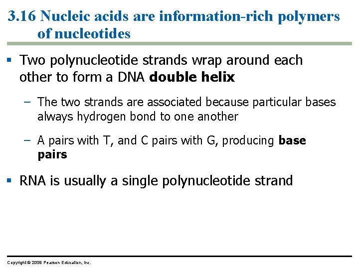 3. 16 Nucleic acids are information-rich polymers of nucleotides § Two polynucleotide strands wrap