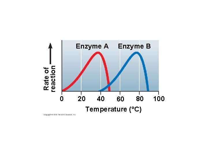 Enzyme B Rate of reaction Enzyme A 0 40 20 80 60 Temperature (°C)