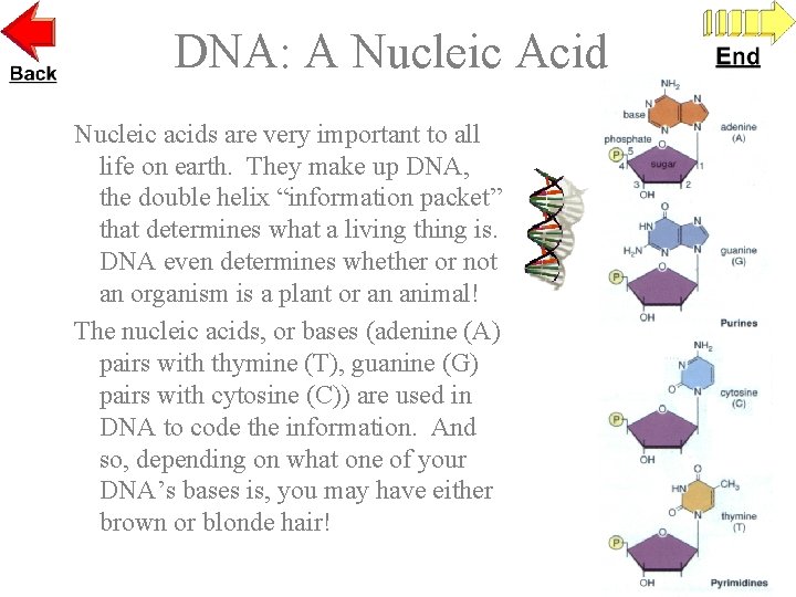 DNA: A Nucleic Acid Nucleic acids are very important to all life on earth.