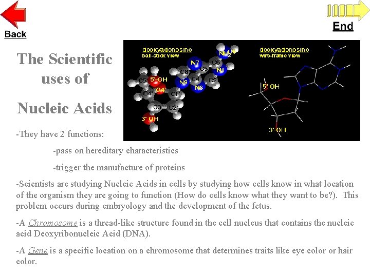 The Scientific uses of Nucleic Acids -They have 2 functions: -pass on hereditary characteristics