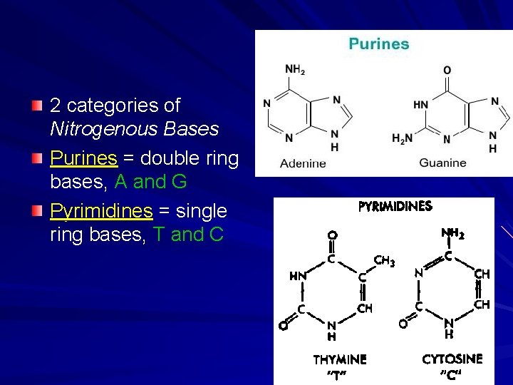 2 categories of Nitrogenous Bases Purines = double ring bases, A and G Pyrimidines