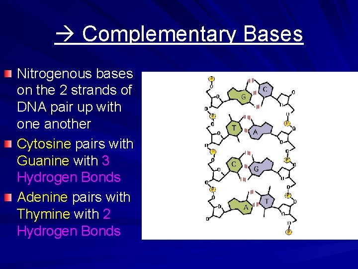  Complementary Bases Nitrogenous bases on the 2 strands of DNA pair up with