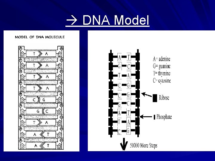  DNA Model 
