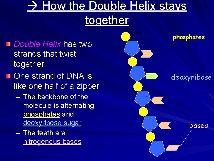  How the Double Helix stays together Double Helix has two strands that twist