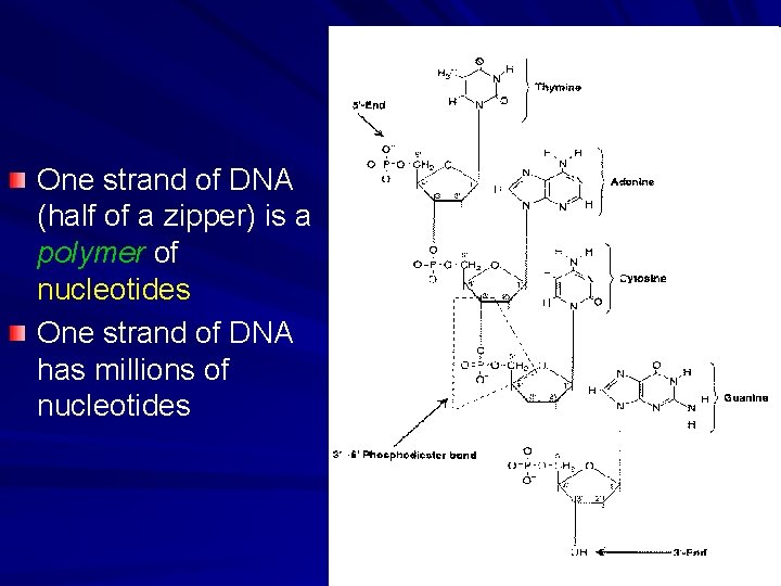 One strand of DNA (half of a zipper) is a polymer of nucleotides One