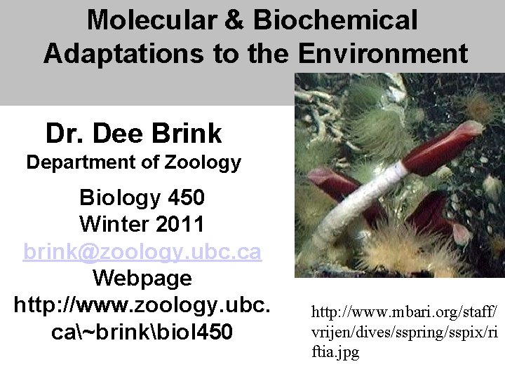 Molecular & Biochemical Adaptations to the Environment Dr. Dee Brink Department of Zoology Biology