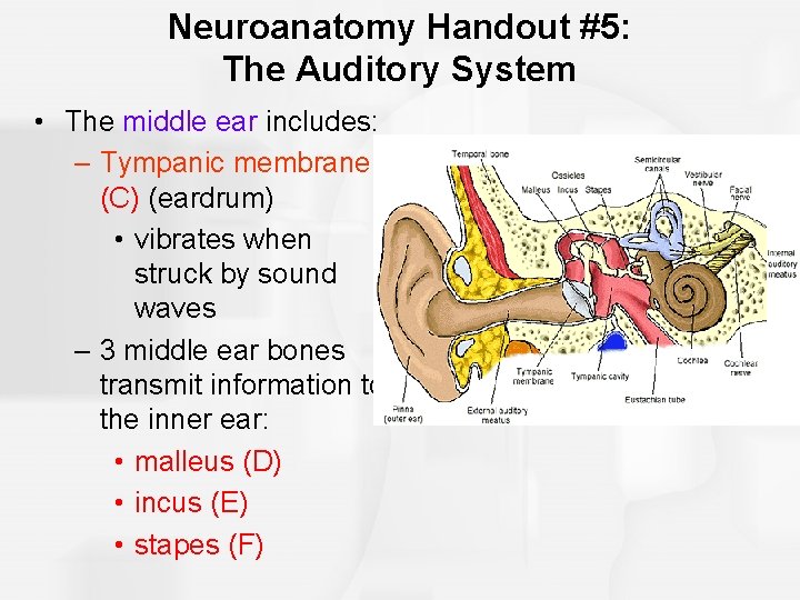 Chapter 7 The Other Sensory Systems Audition The