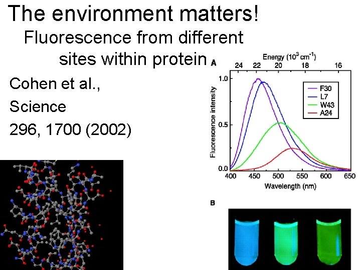 The environment matters! Fluorescence from different sites within protein Cohen et al. , Science