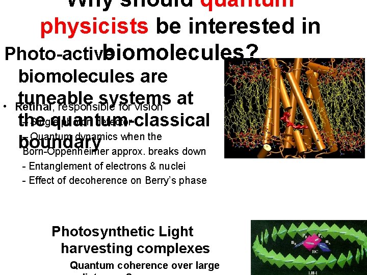 Why should quantum physicists be interested in biomolecules? Photo-active • biomolecules are tuneable systems