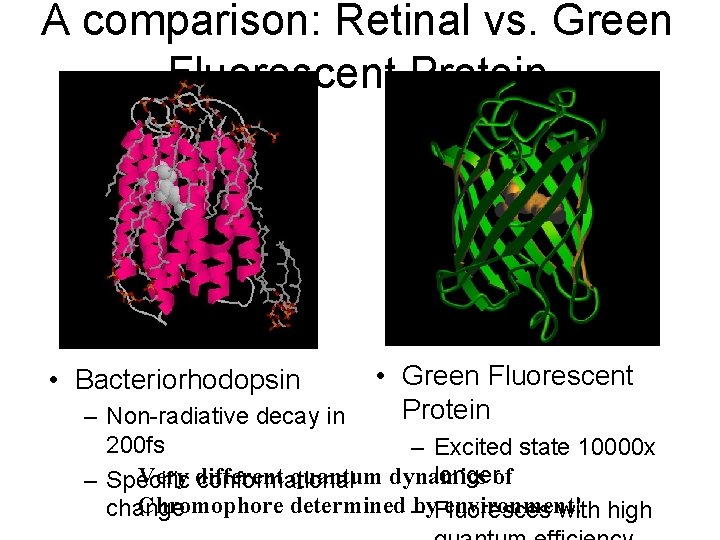 A comparison: Retinal vs. Green Fluorescent Protein • Bacteriorhodopsin • Green Fluorescent Protein –