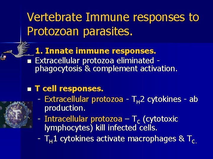 Vertebrate Immune responses to Protozoan parasites. n n 1. Innate immune responses. Extracellular protozoa