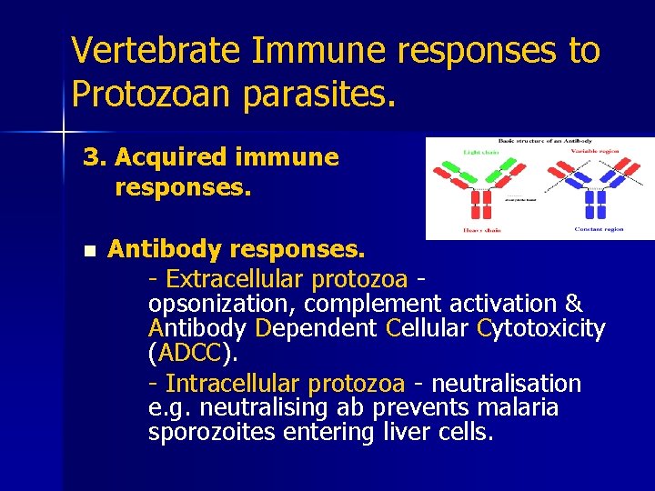 Vertebrate Immune responses to Protozoan parasites. 3. Acquired immune responses. n Antibody responses. -