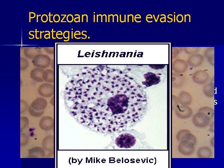Protozoan immune evasion strategies. 1. Anatomical seclusion in vertebrate host. n Parasites may live