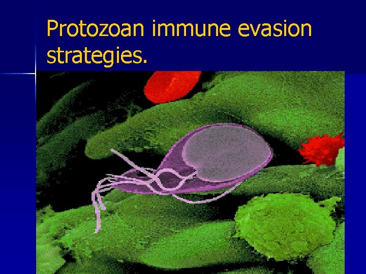 Protozoan immune evasion strategies. 3. Antigenic variation. n n In Plasmodium, different stages of