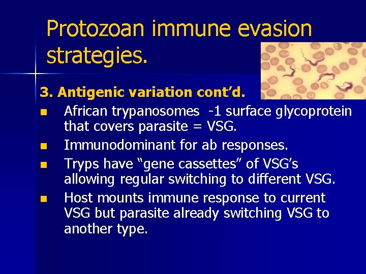 Protozoan immune evasion strategies. 3. Antigenic variation cont’d. n African trypanosomes -1 surface glycoprotein