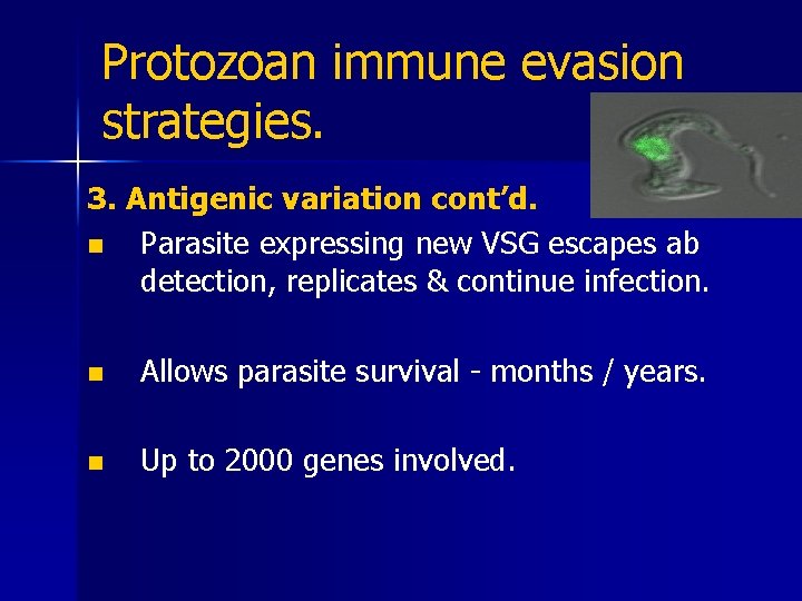 Protozoan immune evasion strategies. 3. Antigenic variation cont’d. n Parasite expressing new VSG escapes