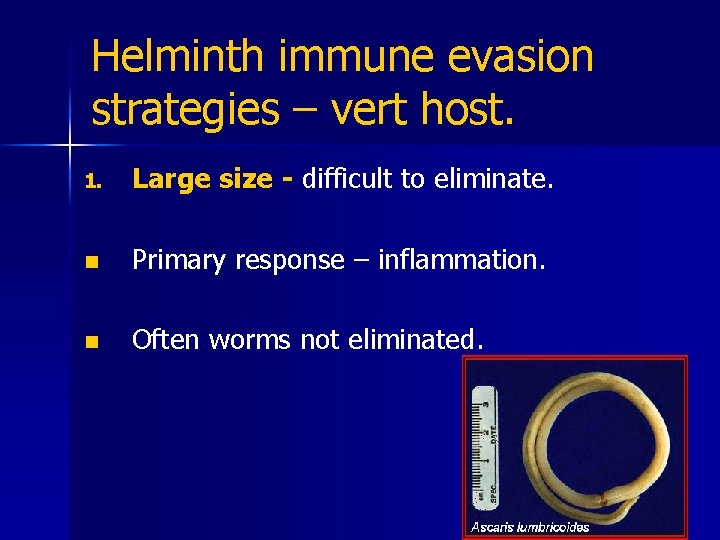 Helminth immune evasion strategies – vert host. 1. Large size - difficult to eliminate.