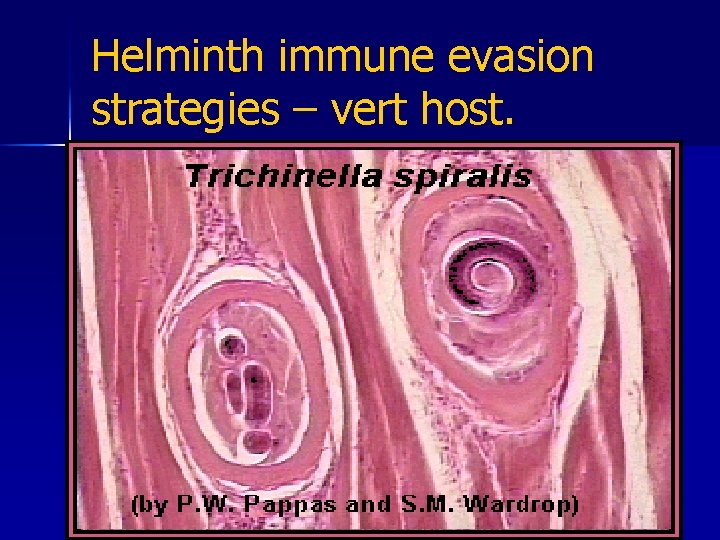 Helminth immune evasion strategies – vert host. n 3. Molecular mimicry. Parasite mimics host