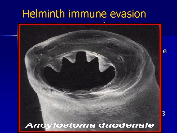 Helminth immune evasion strategies – vert host. n 6. Immunosupression – manipulation of the