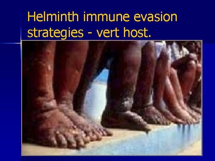 Helminth immune evasion strategies - vert host. n 9. Production of parasite enzymes Filarial