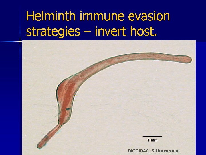 Helminth immune evasion strategies – invert host. n n 1. Anatomical seclusion – Acanthocephala