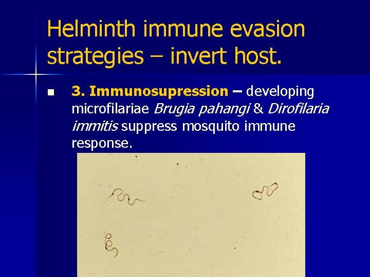 Helminth immune evasion strategies – invert host. n 3. Immunosupression – developing microfilariae Brugia