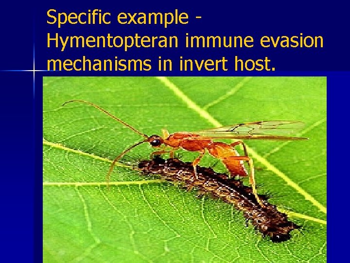 Specific example Hymentopteran immune evasion mechanisms in invert host. n 1. Anatomical seclusion. Parasitic