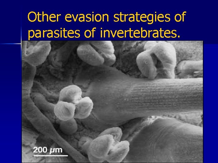 Other evasion strategies of parasites of invertebrates. n n n 1. Immature hosts. Advantage-