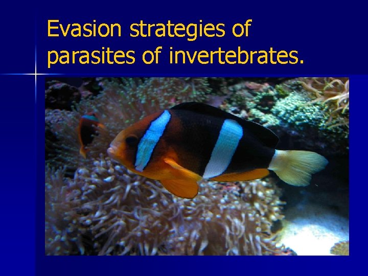 Evasion strategies of parasites of invertebrates. n 2. Incorporation of host antigen cont’d. E.
