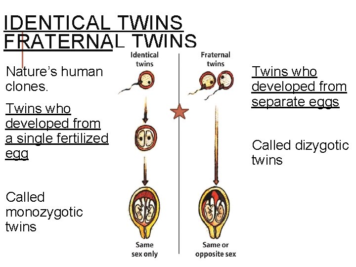 IDENTICAL TWINS FRATERNAL TWINS Nature’s human clones. Twins who developed from a single fertilized IDENTICAL TWINS FRATERNAL TWINS Nature’s human clones. Twins who developed from a single fertilized