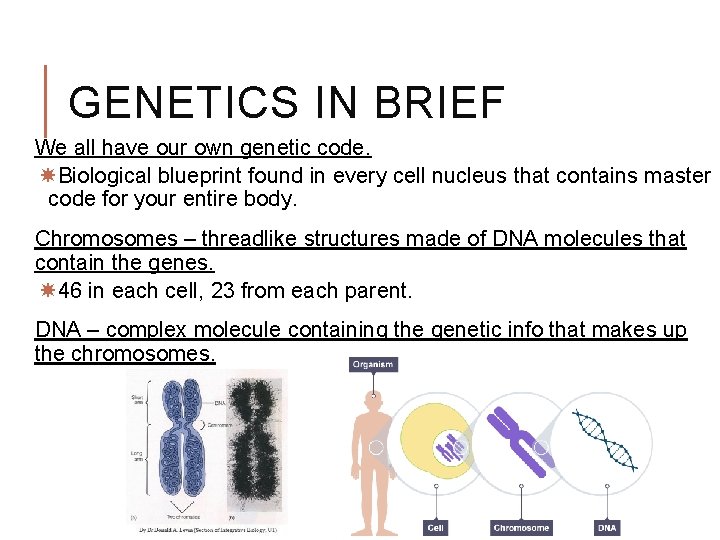 GENETICS IN BRIEF We all have our own genetic code. Biological blueprint found in GENETICS IN BRIEF We all have our own genetic code. Biological blueprint found in