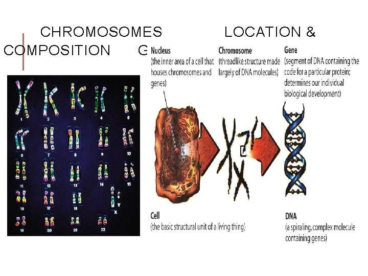 CHROMOSOMES COMPOSITION GENES LOCATION & CHROMOSOMES COMPOSITION GENES LOCATION &