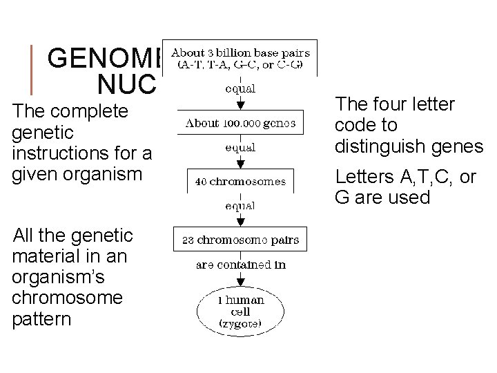 GENOME NUCLEOTIDES The complete genetic instructions for a given organism All the genetic material GENOME NUCLEOTIDES The complete genetic instructions for a given organism All the genetic material