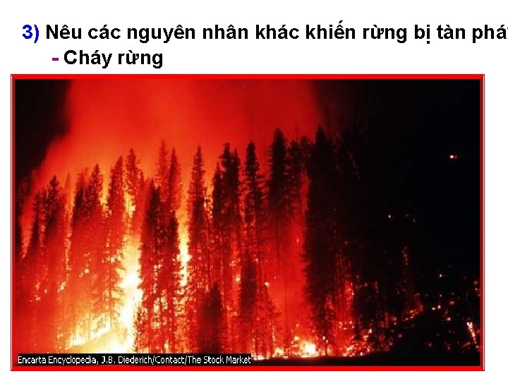 3) Nêu các nguyên nhân khác khiến rừng bị tàn phá? - Cháy rừng