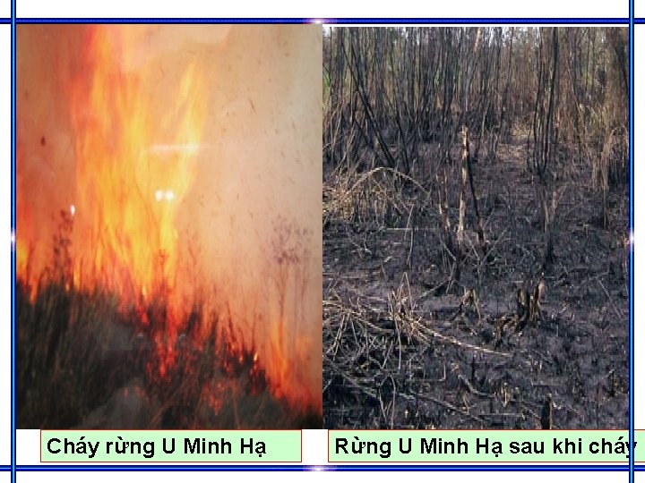 Cháy rừng U Minh Hạ Rừng U Minh Hạ sau khi cháy 