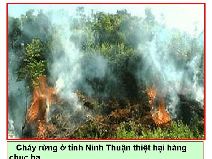 Cháy rừng ở tỉnh Ninh Thuận thiệt hại hàng 