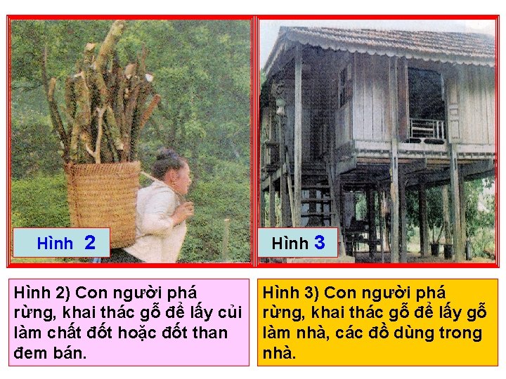 Hình 2) Con người phá rừng, khai thác gỗ để lấy củi làm chất